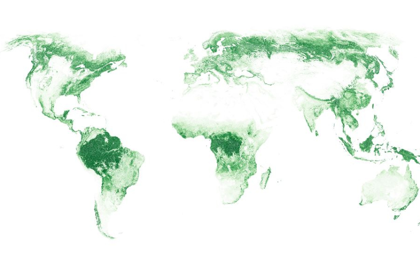 Forests declining globally amid wildfires and deforestation