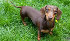 Germany moves to impose stricter rules for breeding sausage dogs