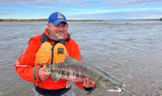 Why are salmon increasingly spawning in Arctic rivers?