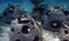 Research: Artificial reefs can mimic real coral reefs