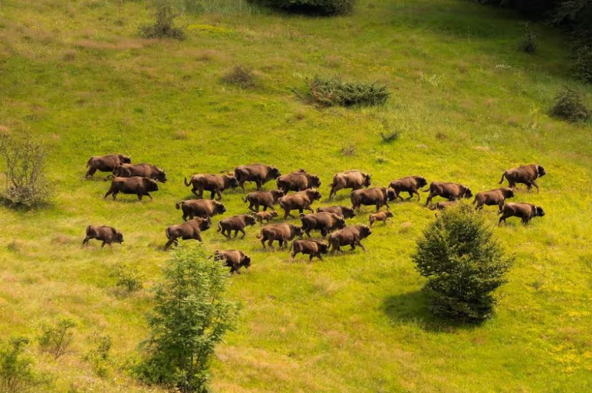 Restored bison herd in Romania could store CO2 equivalent to emissions from 43,000 ...