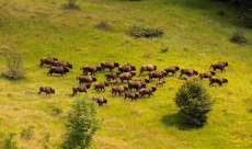 Restored bison herd in Romania could store CO2 equivalent to ...