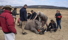 Scientists implant radioactive material in rhino horns to curb ...