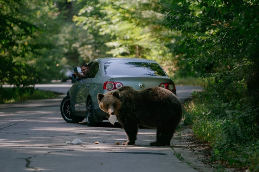 Romanian parliament gives green light to killing 500 bears
