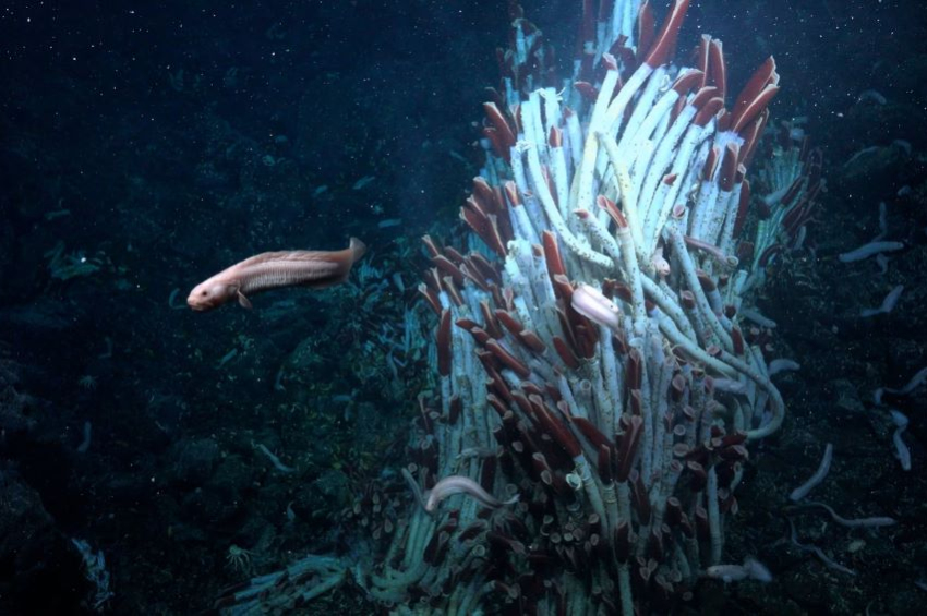 Scientists discover life beneath the ocean floor