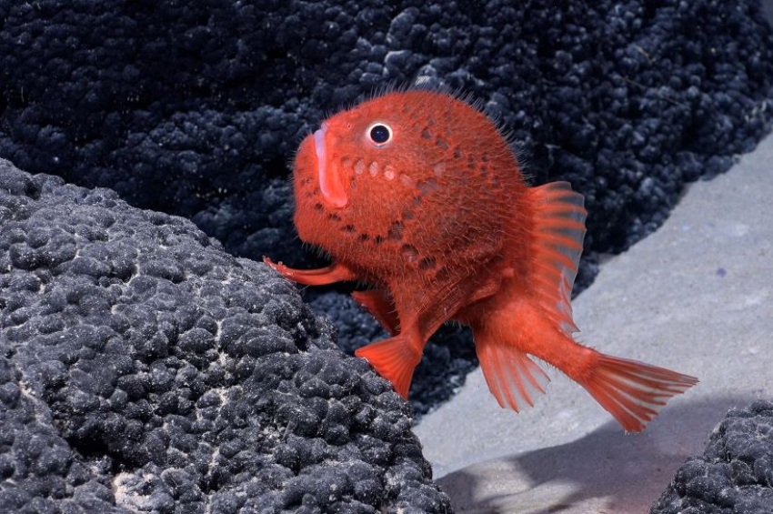 Researchers discover a walking fish in underwater mountains