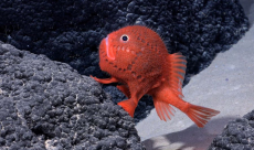 Researchers discover a walking fish in underwater mountains