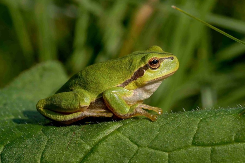 Chernobyl frogs adapted to high radiation exposure