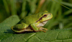 Chernobyl frogs adapted to high radiation exposure