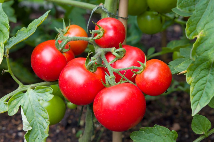 Why tomatoes have lost their flavor