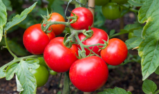 Why tomatoes have lost their flavor