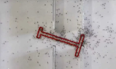 [video] Ants outperform humans in collective problem-solving test