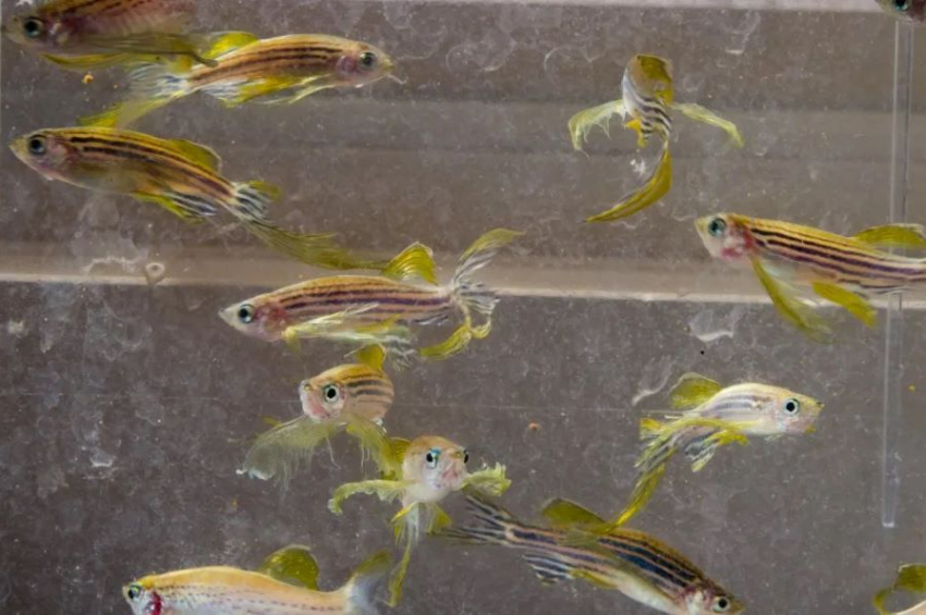 Zebrafish could help personalize cancer treatments