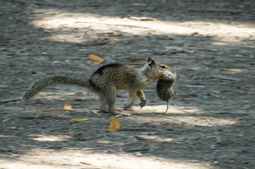 California ground squirrels started hunting voles